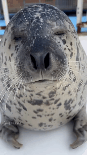 A Seal With Its Eyes Closed Is Sitting On A White Surface . GIF