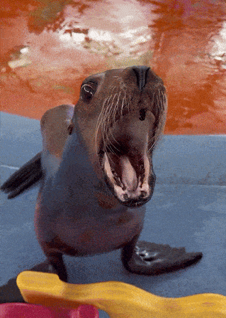 A Seal With Its Mouth Open Is Standing On A Blue Surface GIF