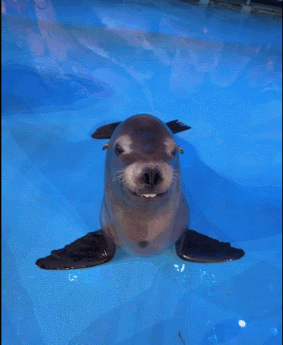 A Seal With Its Mouth Open Is Swimming In A Pool With Other Seals GIF