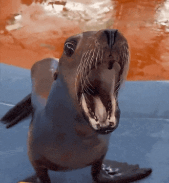 A Seal With Its Mouth Open Looking Up At The Camera GIF