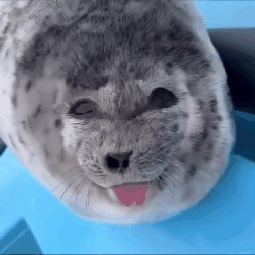 A Seal With Its Tongue Out Is Looking At The Camera With Its Eyes Closed . GIF