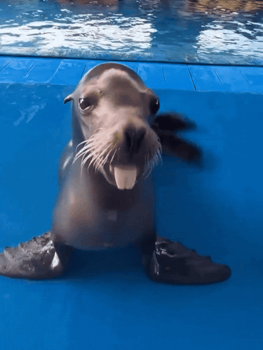 A Seal With Its Tongue Out Is Swimming In The Water GIF