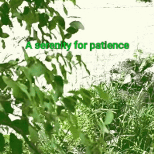A Serenity For Patience GIF