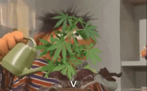 A Sesame Street Character Is Watering A Marijuana Plant With A Watering Can . GIF