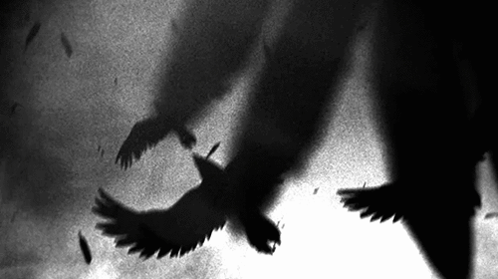 A Shadow Of A Bird Is Cast On A Wall GIF