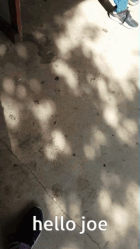 A Shadow Of A Tree Is Cast On A Concrete Floor With The Words Hello Joe Written On It GIF