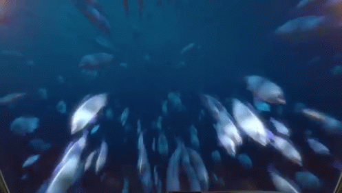 A Shark Is Attacking A Submarine In The Water GIF
