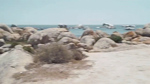 A Shark Is Laying On Its Back On A Rocky Beach Near The Ocean GIF