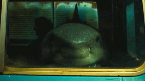 A Shark Is Looking Out Of A Window Of A Vehicle GIF