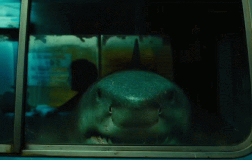 A Shark Is Sticking Its Head Out Of A Window GIF