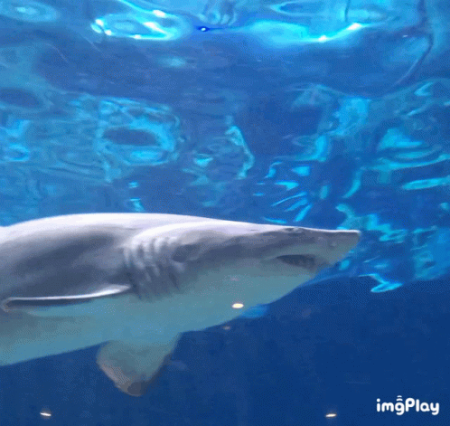 A Shark Is Swimming In A Tank With The Words Imgplay In The Bottom Right Corner GIF