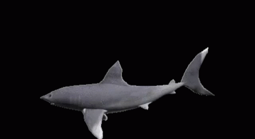 A Shark Is Swimming In The Dark On A Black Background . GIF