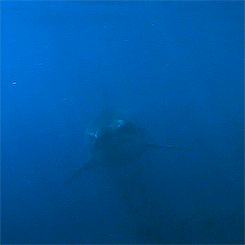 A Shark Is Swimming In The Ocean And Looking At The Camera GIF