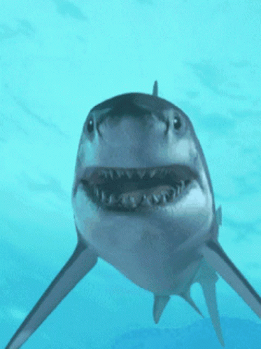 A Shark Is Swimming In The Ocean And Looking At The Camera With Its Mouth Open GIF