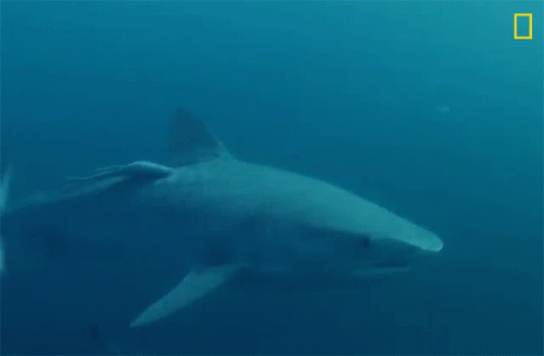 A Shark Is Swimming In The Ocean With A National Geographic Logo In The Corner GIF