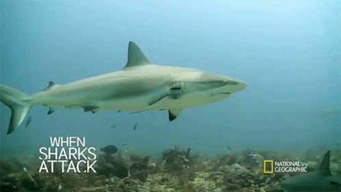 A Shark Is Swimming In The Ocean With The Words When Sharks Attack On The Bottom GIF