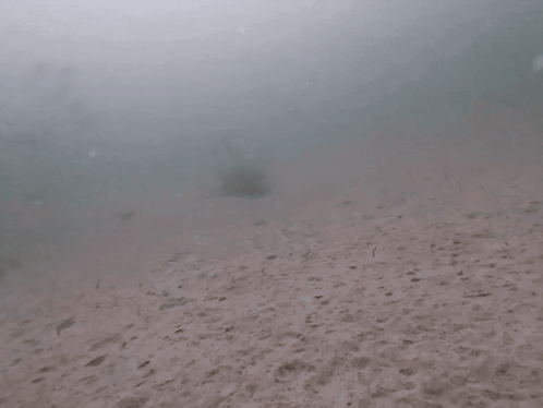 A Shark Is Swimming In The Water With The Word Nope Written Below It GIF