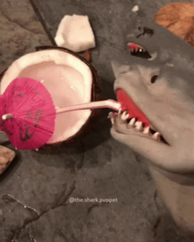 A Shark Puppet Drinks From A Coconut With A Pink Umbrella GIF