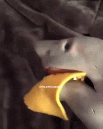 A Shark Puppet Is Eating A Piece Of Food GIF