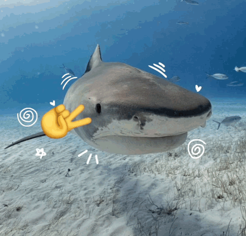 A Shark With A Thumbs Up Sign On Its Face GIF