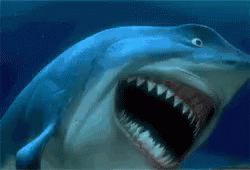 a shark with its mouth open is swimming in the water
