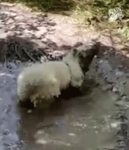 A Sheep Is Laying In A Puddle Of Water With A Jukin Video Logo In The Corner GIF