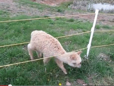 A Sheep Standing Next To A Fence In A Grassy Field GIF