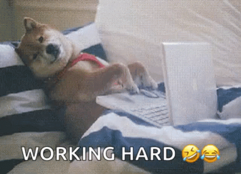 A Shiba Inu Dog Is Laying On A Bed Using A Laptop Computer GIF