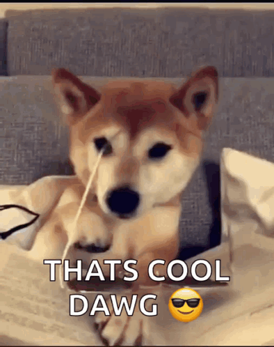 A Shiba Inu Dog Is Sitting On A Couch With A Straw In Its Nose . GIF