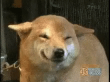 A Shiba Inu Dog Is Smiling With Its Eyes Closed And Its Mouth Open . GIF