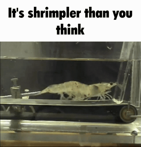 A Shrimp Is Swimming In A Tank Of Water With The Caption It 'S Shrimpler Than You Think GIF