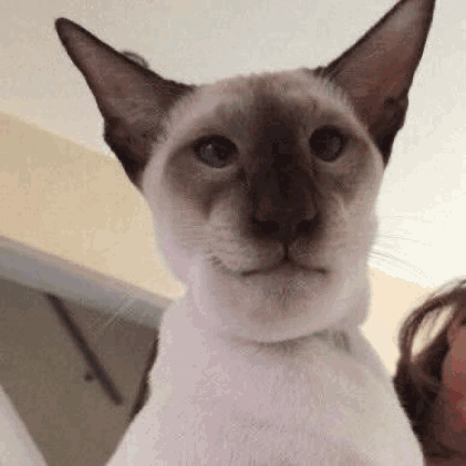 A Siamese Cat Is Looking At The Camera While Sitting Next To A Woman . GIF