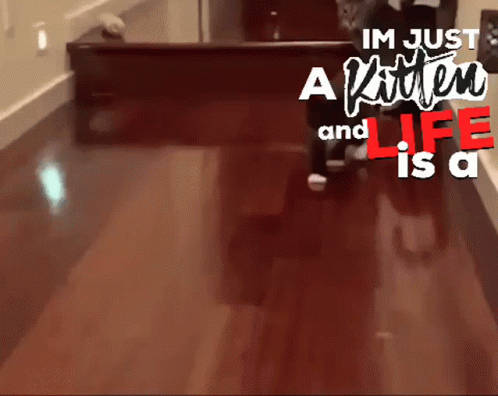 A Sign That Says Im Just A Kitten And Life Is A Kitten Walking On A Wooden Floor GIF