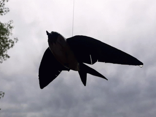 A Silhouette Of A Bird Flying In The Sky With A Drop Of Water On Its Tail GIF