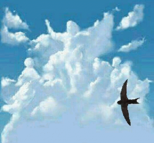 A Silhouette Of A Bird Flying Through A Cloudy Blue Sky GIF