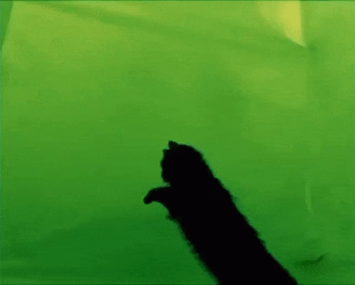 a silhouette of a black cat laying on a green background .