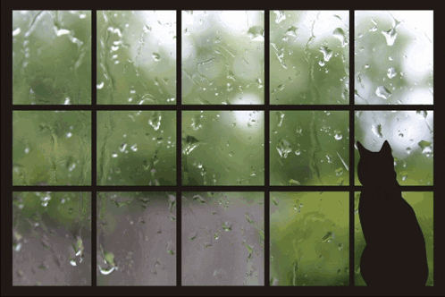 A Silhouette Of A Cat Looking Out A Window With Rain Drops On It GIF