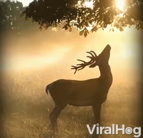 A Silhouette Of A Deer Standing In A Field With The Word Viralhog On The Bottom GIF