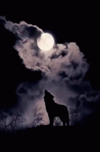 A Silhouette Of A Wolf Howling At A Full Moon GIF
