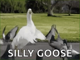 A Silly Goose Is Standing Next To A Group Of Pigeons In A Park . GIF