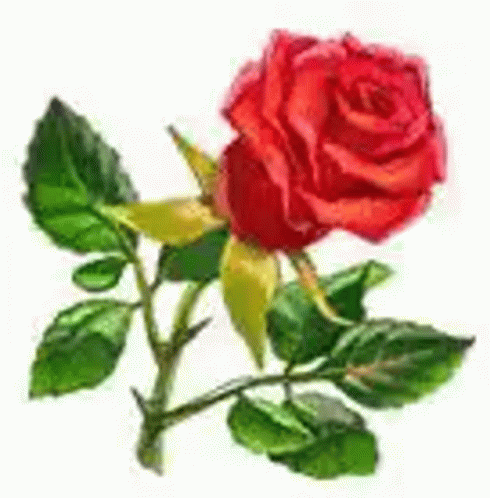 A Single Red Rose With Green Leaves On A White Background . GIF