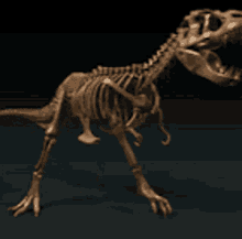 A Skeleton Of A Dinosaur Is Standing On A Black Surface GIF