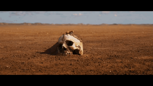 A Skull Is Buried In The Dirt In The Middle Of The Desert GIF