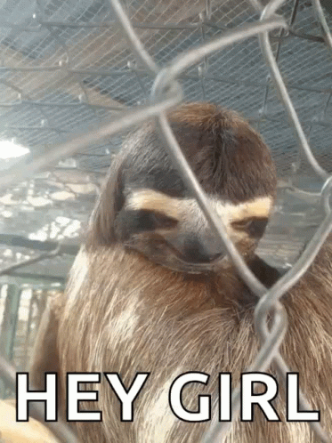 A Sloth Behind A Chain Link Fence With The Words Hey Girl Above It GIF