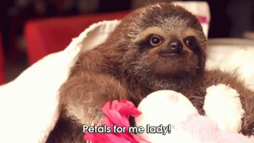 A Sloth Holding A Stuffed Animal With The Words Petals For Me Lady Written Below It GIF
