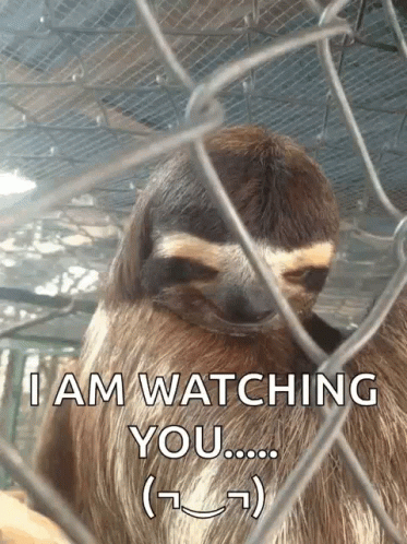 a sloth in a cage with the words " i am watching you " below it