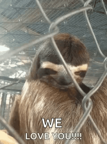 A Sloth In A Cage With The Words We Love You GIF