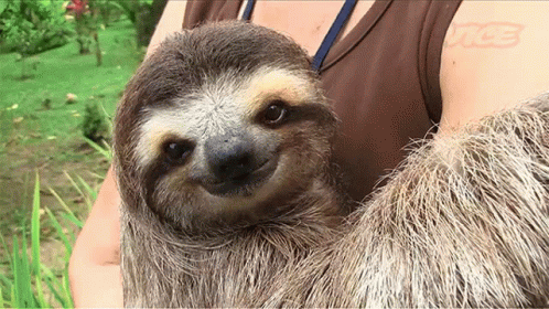 A Sloth Is Being Held By A Woman And The Sloth Is Smiling For The Camera GIF