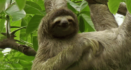 A Sloth Is Hanging From A Tree Branch With A Headline That Says ' Headlikeanorange ' GIF