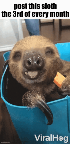A Sloth Is Laying In A Blue Bucket With The Caption Post This Sloth The 3Rd Of Every Month Viralhog GIF
